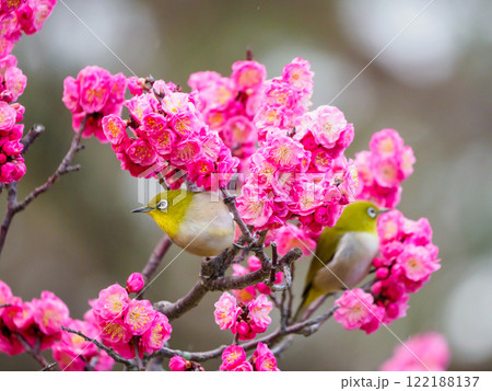 春が始まる紅梅にメジロ 122188137