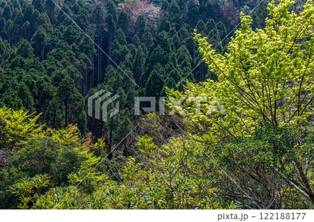 屋久島洋上アルプスの春(3月)ヤクシマオナガカエデの若葉と杉山 122188177