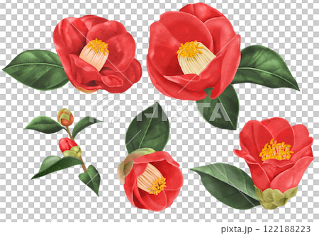 具有類似紋理表達的山茶花的剪切插圖 122188223