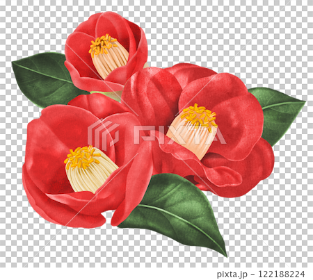 具有模擬風格紋理表達的茶花插圖 具有模擬風格紋理表達的茶花插圖 122188224