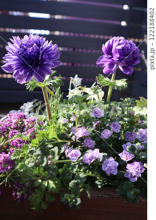 紫色八重咲きアネモネの寄せ植え 122188402