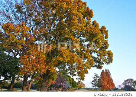 雑木の紅葉　晩秋の風景　 122188528