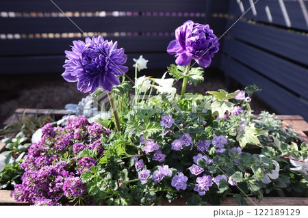 紫色八重咲きアネモネの寄せ植え 122189129