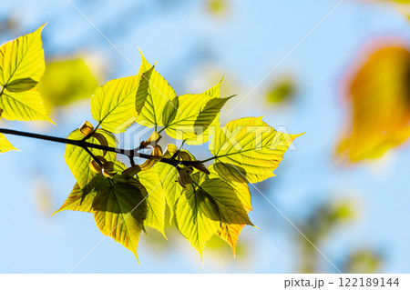 屋久島ヤクシマオナガカエデの若葉、環境エコのイメージ画像 122189144