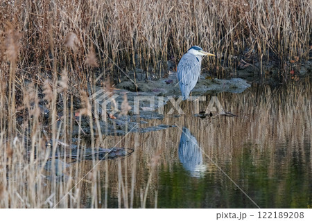 野生のアオサギ 野生のアオサギ 122189208