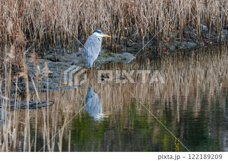 野生のアオサギ 122189209