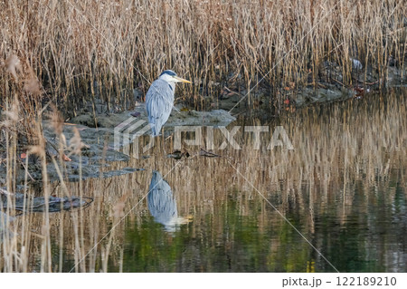 野生のアオサギ 122189210