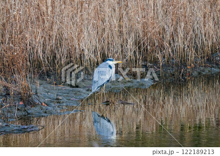 野生のアオサギ 122189213