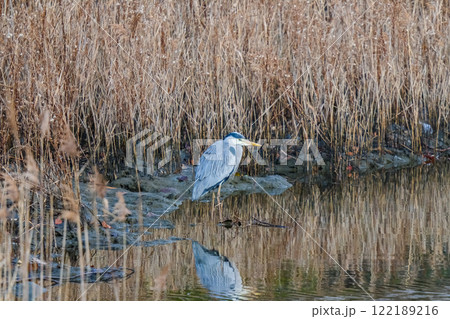 野生のアオサギ 122189216