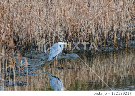 野生のアオサギ 野生のアオサギ 122189217