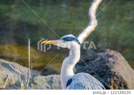 野生のアオサギ 122189220