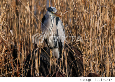 野生のアオサギ 122189247