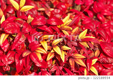 カラフルなオタフクナンテンの葉（冬、一月） 122189554