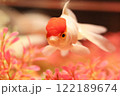 美しい肉瘤をもつランチュウ 122189674