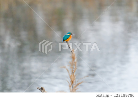 水辺に佇むカワセミ 水辺に佇むカワセミ 122189786