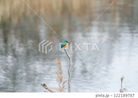 水辺に佇むカワセミ 122189787
