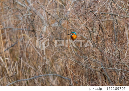 水辺に佇むカワセミ 122189795