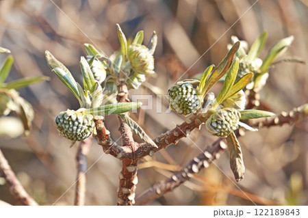 ミツマタの蕾（冬、一月） 122189843