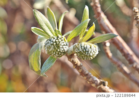ミツマタの蕾(冬、一月) ミツマタの蕾(冬、一月) 122189844