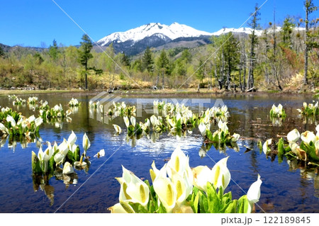 ミズバショウと乗鞍岳 122189845