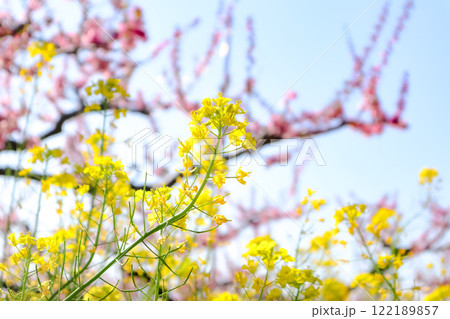 桃園の菜の花 122189857