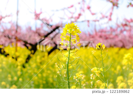 桃園と菜の花 122189862