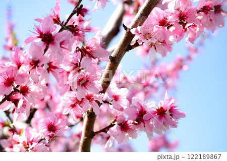 青空に映える桃の花 122189867