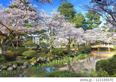 【石川県】晴天の兼六園の花見橋と満開の桜 122189870