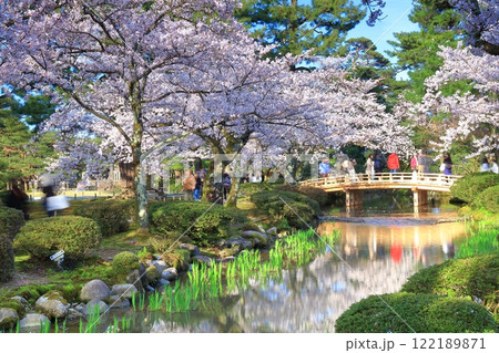 【石川県】晴天の兼六園の花見橋と満開の桜 122189871