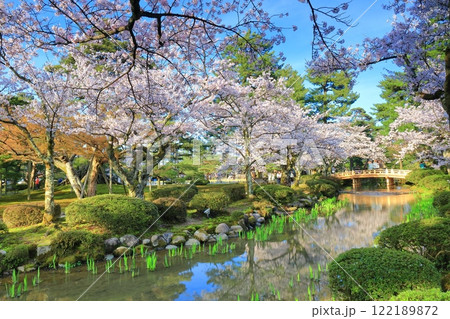 【石川県】晴天の兼六園の花見橋と満開の桜 【石川県】晴天の兼六園の花見橋と満開の桜 122189872