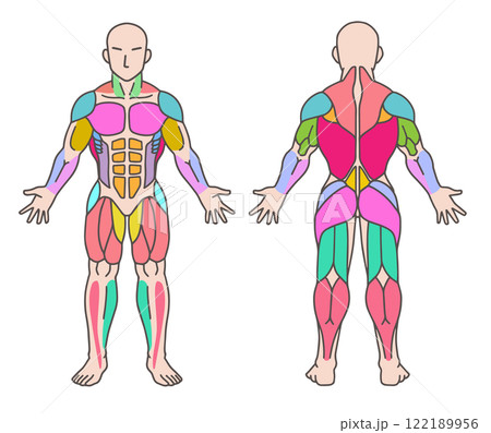 筋肉の色分け、人体図全身、前面と後面のイラスト素材 [122189956] - PIXTA