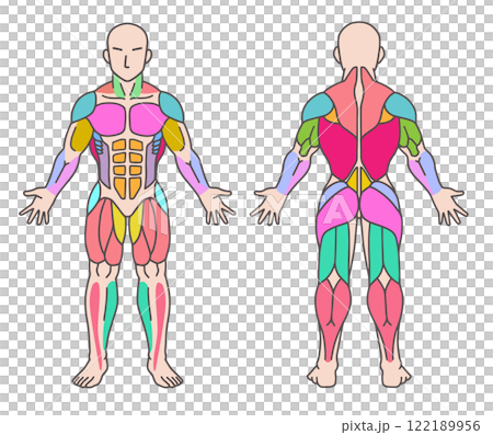 肌肉顏色編碼人體圖全身正面背面 肌肉顏色編碼人體圖全身正面背面 122189956