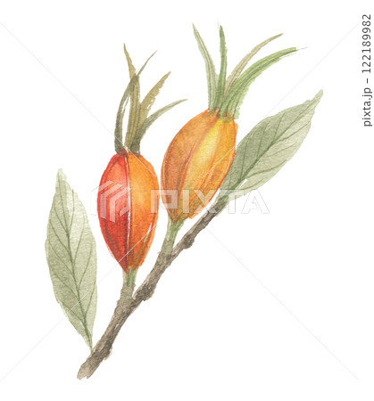水彩で描いたクチナシの実 122189982
