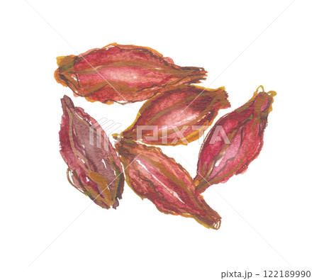 水彩で描いたクチナシの実 山梔子 サンシシ 水彩で描いたクチナシの実 山梔子 サンシシ 122189990