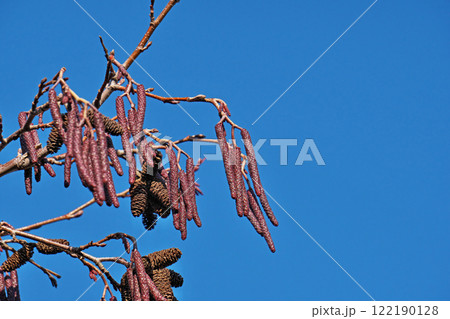 ヤマハンノキの実と蕾・花（雄花序、雌花序）（冬、一月） 122190128
