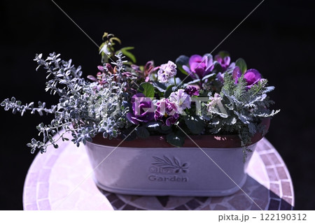 フリルパンジーと葉牡丹の寄せ植え フリルパンジーと葉牡丹の寄せ植え 122190312