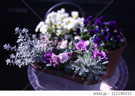 フリルパンジーと葉牡丹の寄せ植え＆寄せ鉢 122190315