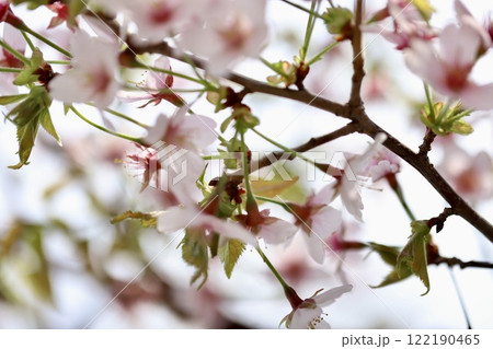 春風に揺れる桜 春の花 春風に揺れる桜 春の花 122190465