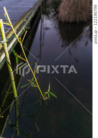 夜明けの厳島湿地公園 122190799