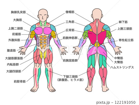 筋肉の色分け、人体図全身、前面と後面、名称説明ありのイラスト素材