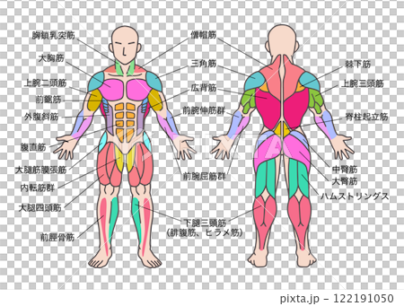 筋肉の色分け、人体図全身、前面と後面、名称説明ありのイラスト素材 [122191050] - PIXTA