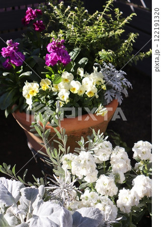 ストックの花寄せ植え&寄せ鉢 ストックの花寄せ植え&寄せ鉢 122191320