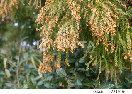 花粉症 スギ花粉 杉の花 花粉症 スギ花粉 杉の花 122191665