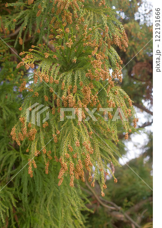 花粉症　スギ花粉　杉の花 122191666