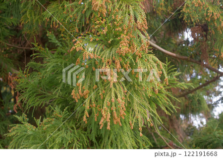 花粉症 スギ花粉 杉の花 花粉症 スギ花粉 杉の花 122191668