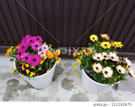 花 122191670