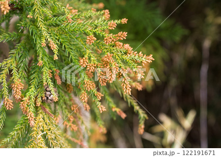 花粉症　スギ花粉　杉の花 122191671