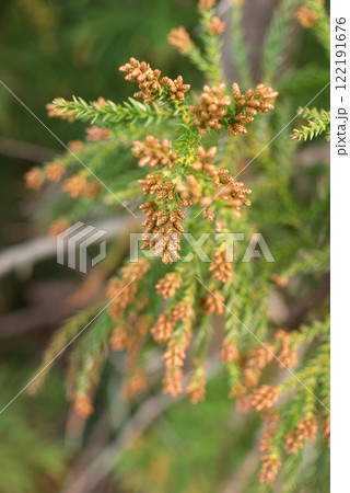 花粉症　スギ花粉　杉の花 122191676