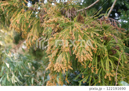 花粉症 スギ花粉 杉の花 花粉症 スギ花粉 杉の花 122191690