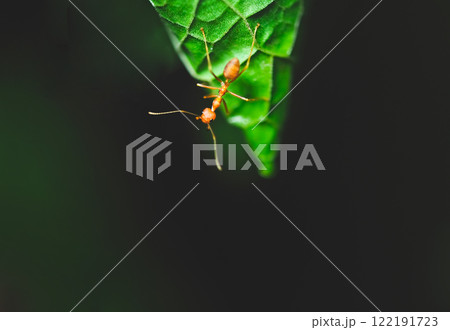 Close up of a red ant on a green leaf in nature at Thailand 122191723